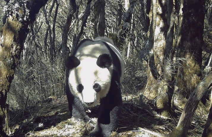 穿梭林间，悠闲觅食穿梭林间，悠闲觅食！四川甘洛马鞍山自然保护区今年多次拍到野生大熊猫 ！四川甘洛马鞍山自然保护区今年多次拍到野生大熊猫 